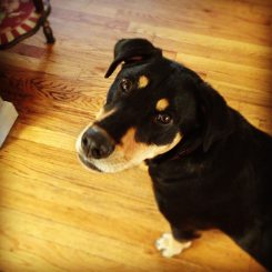 Audrey, the lab mix featured in the practice pet-therapy program